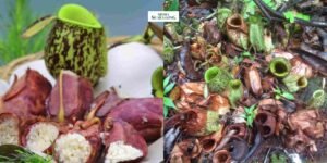 Gaes !!! Masakan Unik Maha Asyik dari Tanaman Kantung Semar