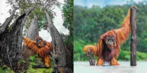 Gaes !!! Orangutan Primata Langka Endemik Pulau Kalimantan