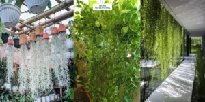 Gaes !!! Tanaman Hias Gantung yang Cocok untuk di Rumah