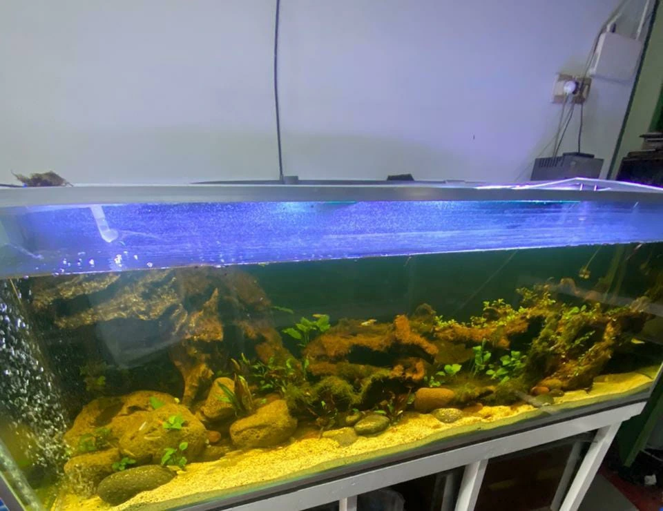 Aquascape, seni menata taman di dalam akuarium, telah menjadi salah satu hobi yang semakin populer di Indonesia.