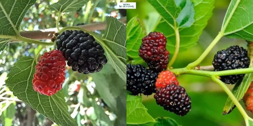 Manfaat Daun Murbei bagi Kesehatan