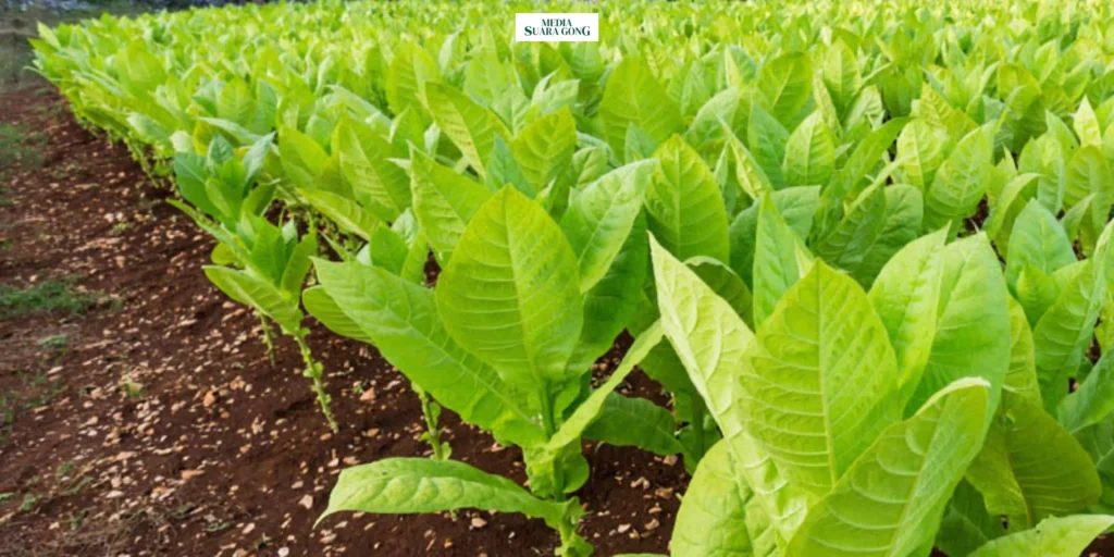 Gaes !!! Petani Tembakau Curhat: Tertekan Imbas Rancangan Aturan Baru Rokok