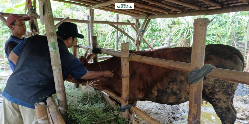Pemkot Banyuwangi Gelontorkan Program SMS PISAN yang menargetkan Produktivitas Sapi Indukan agar dapat beranak minimal sekali dalam setahun