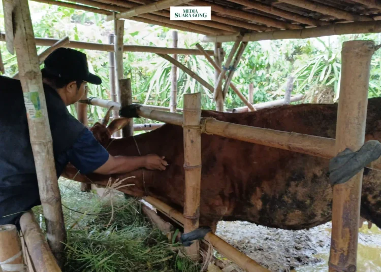 Pemkot Banyuwangi Gelontorkan Program SMS PISAN yang menargetkan Produktivitas Sapi Indukan agar dapat beranak minimal sekali dalam setahun