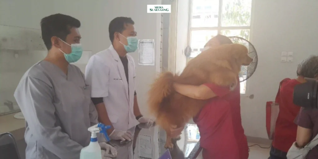 peringati Hari Rabies Sedunia (World Rabies Day). Tepat pada Kamis, 10 Oktober 2024, Dinas Peternakan Provinsi Jawa Timur (Disnak Jatim) menggelar vaksinasi rabies gratis.