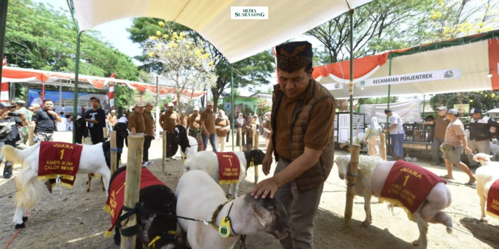 192 ekor domba dan kambing dari berbagai wilayah di Kabupaten Pasuruan mengikuti Kontes Domba Kambing Piala Bupati Kabupaten Pasuruan 2024.