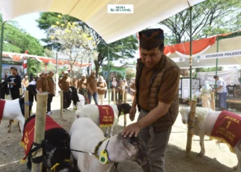 192 ekor domba dan kambing dari berbagai wilayah di Kabupaten Pasuruan mengikuti Kontes Domba Kambing Piala Bupati Kabupaten Pasuruan 2024.