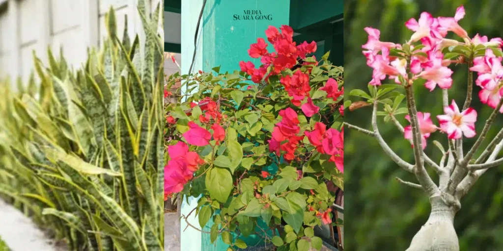 Gaes !!! 7 Jenis Tanaman Bunga yang Tahan Panas, Cocok untuk Iklim Tropis