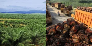 Gaes !!! Prabowo Rencanakan Pengembangan Biodiesel B60, Berbasis Minyak Sawit