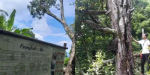Gaes !!! Cengkih Afo: Rempah Legendaris Ternate yang Jadi Raja di Negeri Rempah