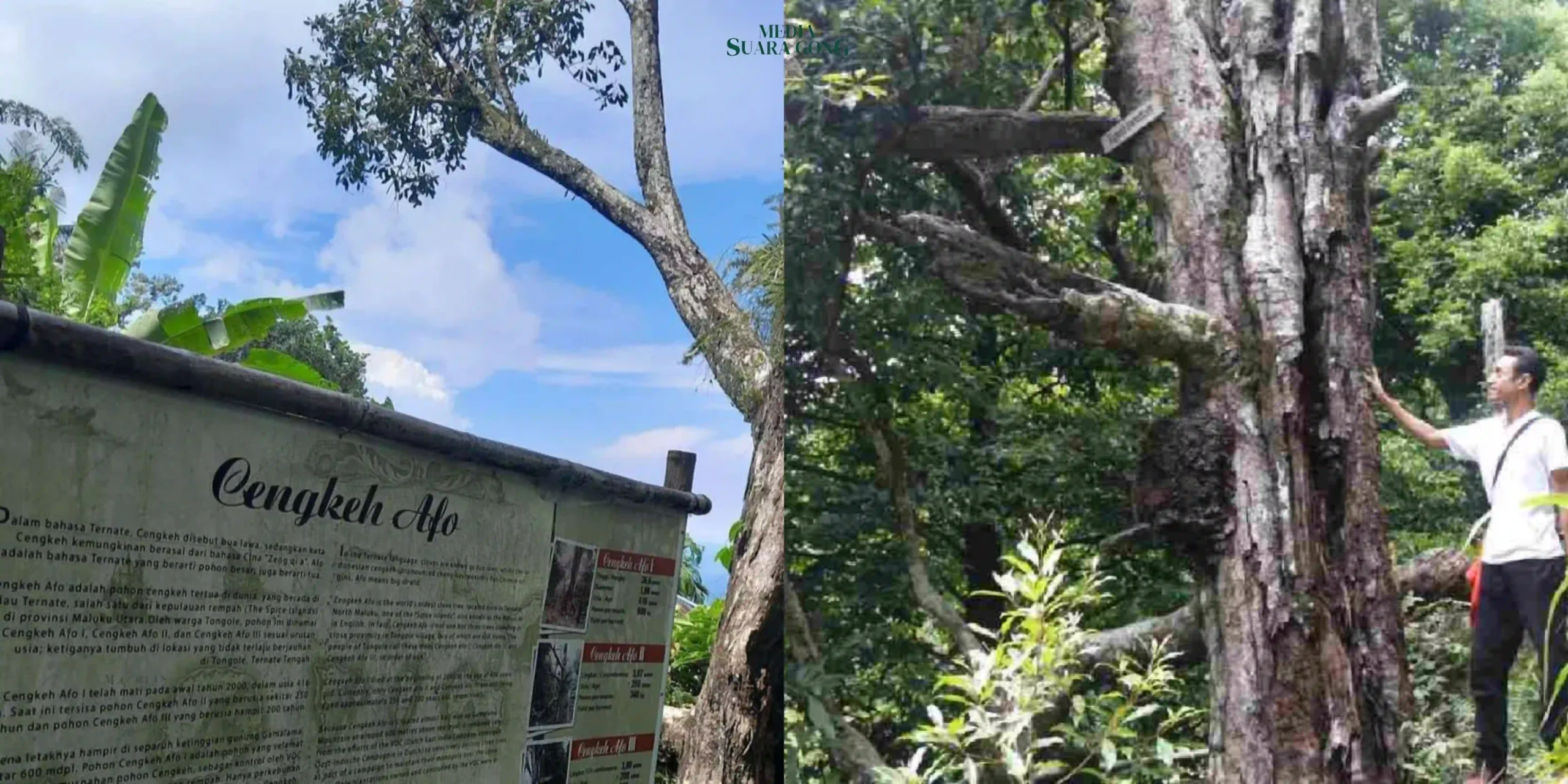 Salah satu rempah terbaik adalah cengkih Afo yang tumbuh dari pohon tinggi hingga 10 meter, dengan daun rimbun dan aroma khas pedas