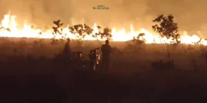 Gaes !!! Kebakaran Hanguskan 350 Hektare Lahan di Taman Nasional Way Kambas