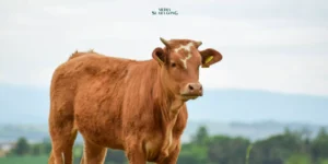 Gaes !!! Dukung Program Makan Gratis: Kemetan Ajak Investor Vietnam Pasok 1,8 Juta Ton Susu Sapi