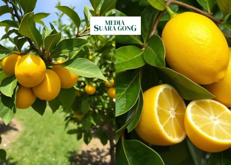 Lemon Si Kecil yang Kaya Manfaat