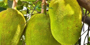 Gaes !!! Manfaat Buah Nangka bagi Kesehatan: Kaya Nutrisi dan Kaya Manfaat