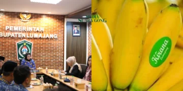 Pisang Mas Kirana Lumajang Dapat Dukungan Pusat untuk Tembus Pasar Global