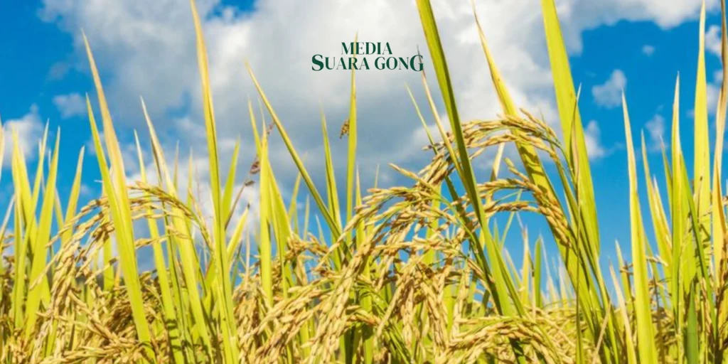 Produksi Beras Indonesia Turun, El Niño Jadi Biang Keladi