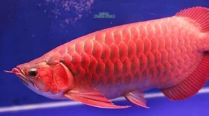 Gaes !!! Konsistensi Arwana Super Red, Pesona Ikan Endemik Indonesia
