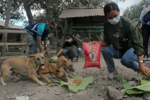Gaes !!! DPR Tolak Usulan RUU Larangan Perdagangan Daging Anjing dan Kucing