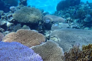 Gaes !!! Penemuan Karang Terbesar di Dunia di Kepulauan Solomon