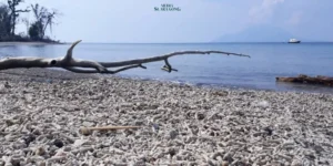 Gaes !!! Fenomena Atlantik Niño dan Atlantic Niña: Tanda Perubahan Iklim Semakin Mencemaskan?