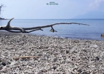 Fenomena iklim La Niña dan El Niño, yang selama ini banyak dikenal di Samudera Pasifik, kini juga ditemukan terjadi di Samudera Atlantik.