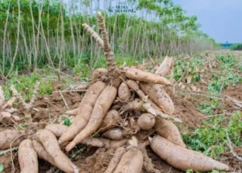 Anggota Komisi IV DPR RI tegaskan pentingnya Bapanas untuk tidak hanya berfokus pada beras, melainkan untuk menghadirkan Varietas Pangan lain