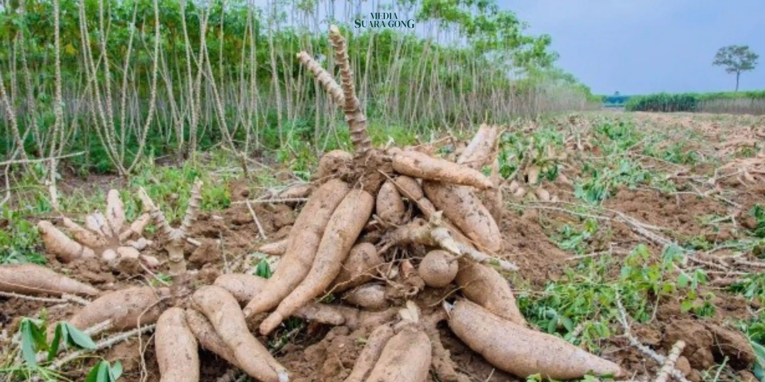 Anggota Komisi IV DPR RI tegaskan pentingnya Bapanas untuk tidak hanya berfokus pada beras, melainkan untuk menghadirkan Varietas Pangan lain