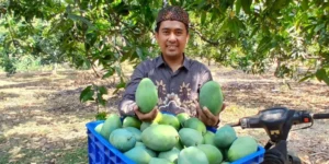 Gaes !!! Petani Desa Wonokerto Pasuruan Rayakan Panen Raya Mangga Alpukat