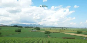 Gaes !!! Paslon Indah – Yudha Tanggapi Program Swasembada Pangan Paslon 1