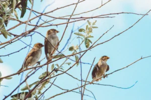 Gaes !!! BKSDA Bali Klarifikasi Kematian Ratusan Burung Pipit di Bandara Ngurah Rai