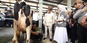 Gaes !!! Menteri Pertanian Tinjau Lokasi Produksi Susu Sapi Segar di Kabupaten Pasuruan