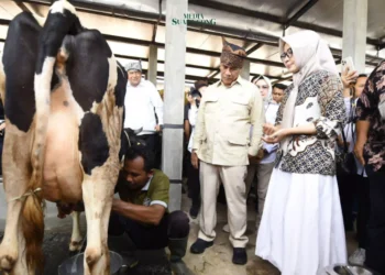 Menteri Pertanian (Mentan) Amran Sulaiman, didampingi oleh Penjabat (Pj) Gubernur Jawa Timur Adhi Karyono dan Pj Bupati Pasuruan Nurkholis, melakukan kunjungan kerja. Dimana meninjau lokasi produksi susu sapi segar di KUTT Sukamakmur, Grati, Kabupaten Pasuruan, pada Kamis (14/11/2024).