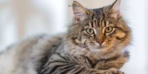 Gaes !!! Pria Rusia Meninggal Tragis Akibat Cakaran Kucing Peliharaan