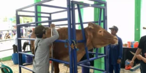 Gaes !!! Bojonegoro Gelar Kontes dan Pameran Ternak 2024