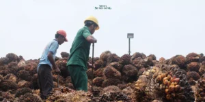 Gaes !!! Pemerintah Tengah Perkuat Ekspor dan Hilirisasi Industri Kelapa Sawit Berkelanjutan