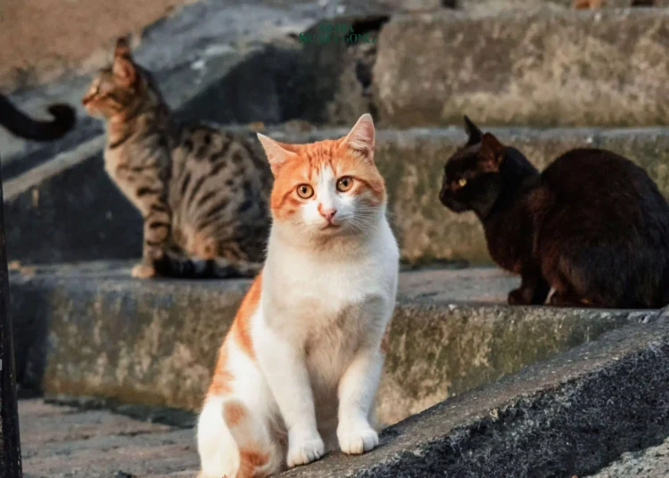 di Istanbul, Turki, kucing memiliki tempat yang jauh lebih istimewa. Kedudukan kucing di Turki bukan hanya sebatas hewan peliharaan, melainkan bagian integral dari budaya, sejarah, dan kehidupan sosial masyarakatnya