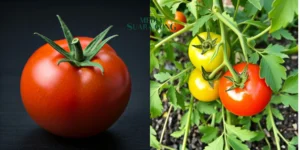 Gaes !!! Tomat: Buah Segar Kaya Manfaat untuk Kesehatan