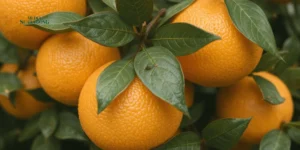 Gaes !!! Vitamin C: Peran Pentingnya dalam Mencegah Penyakit