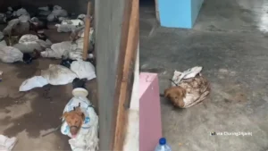 Gaes !!! Penggerebekan Gudang Anjing di Banyuwangi, Fakta Perdagangan Ilegal