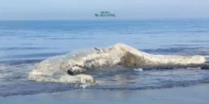 Evakuasi Paus Terdampar di Pantai Nyamplung Kobong, Jember