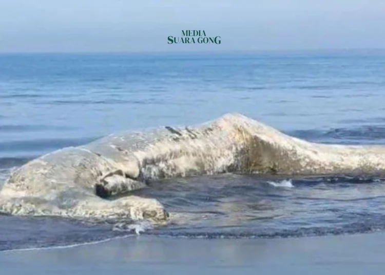 Evakuasi Paus Terdampar di Pantai Nyamplung Kobong, Jember