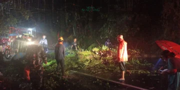 Pohon Tumbang Tutup Akses Jalan Jember-Banyuwangi