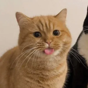 Mengungkap Rahasia Genetika di Balik Warna Oranye pada Kucing