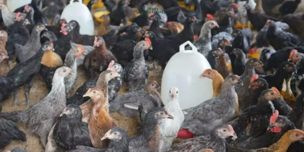 Pria India Tewas Akibat Telan Anak Ayam Hidup-Hidup