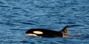 Keunikan Predator Laut Handal nan Cerdik, Paus Orca