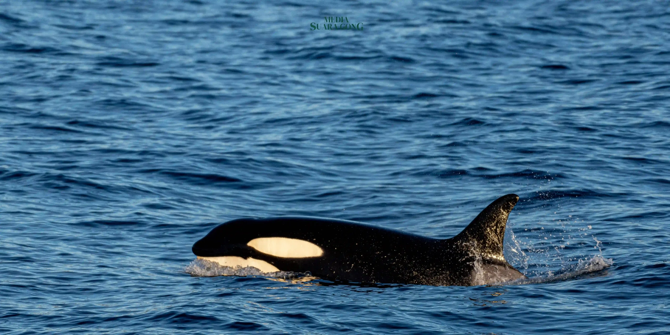 Orca, atau paus pembunuh, dikenal sebagai salah satu predator laut paling cerdas dan adaptif.