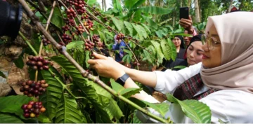 Indonesia berhasil Menjadi Produsen Kopi Terbesar ke-4 Dunia.Tercatat kontribusi 96,1% produksi kopi berasal dari perkebunan rakyat.