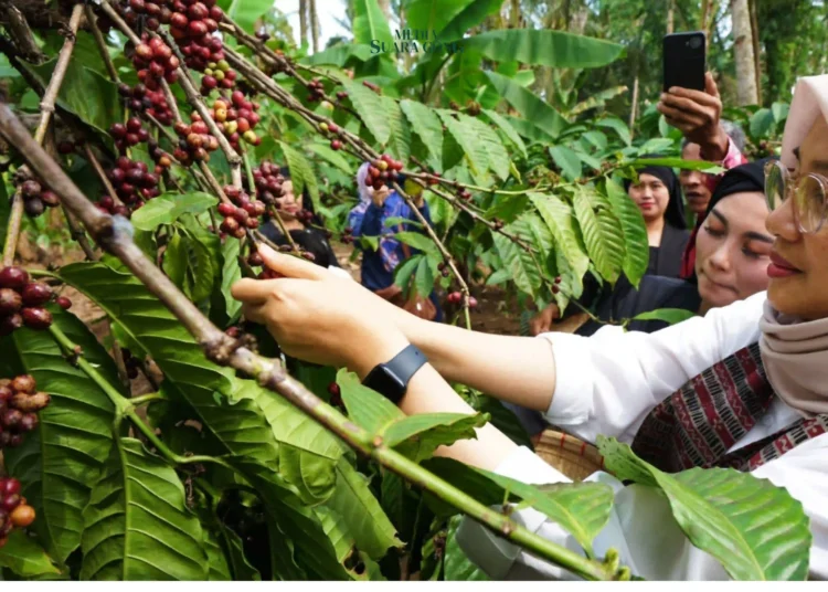 Indonesia berhasil Menjadi Produsen Kopi Terbesar ke-4 Dunia.Tercatat kontribusi 96,1% produksi kopi berasal dari perkebunan rakyat.