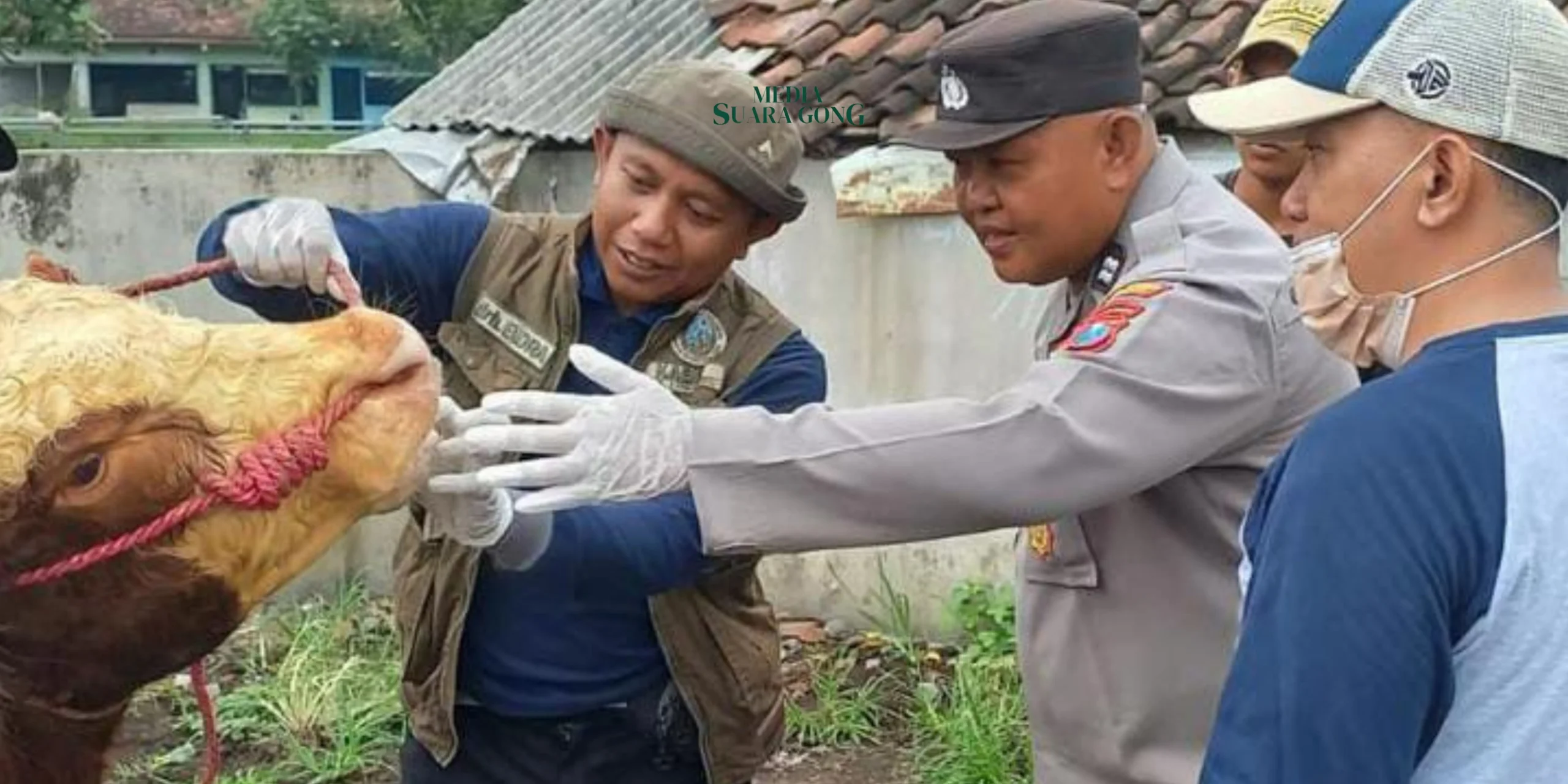 Jawa Timur Tetapkan Keadaan Darurat Bencana Non Alam Akibat PMK